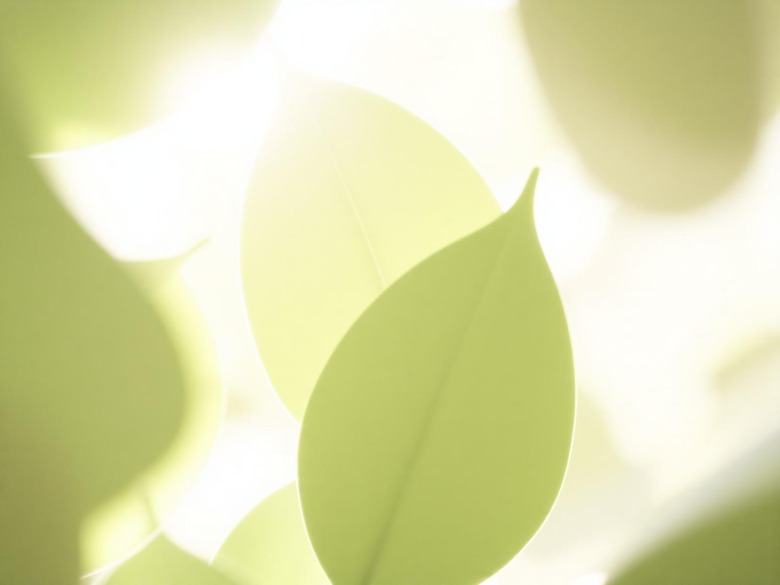Soft green leaves catching morning light